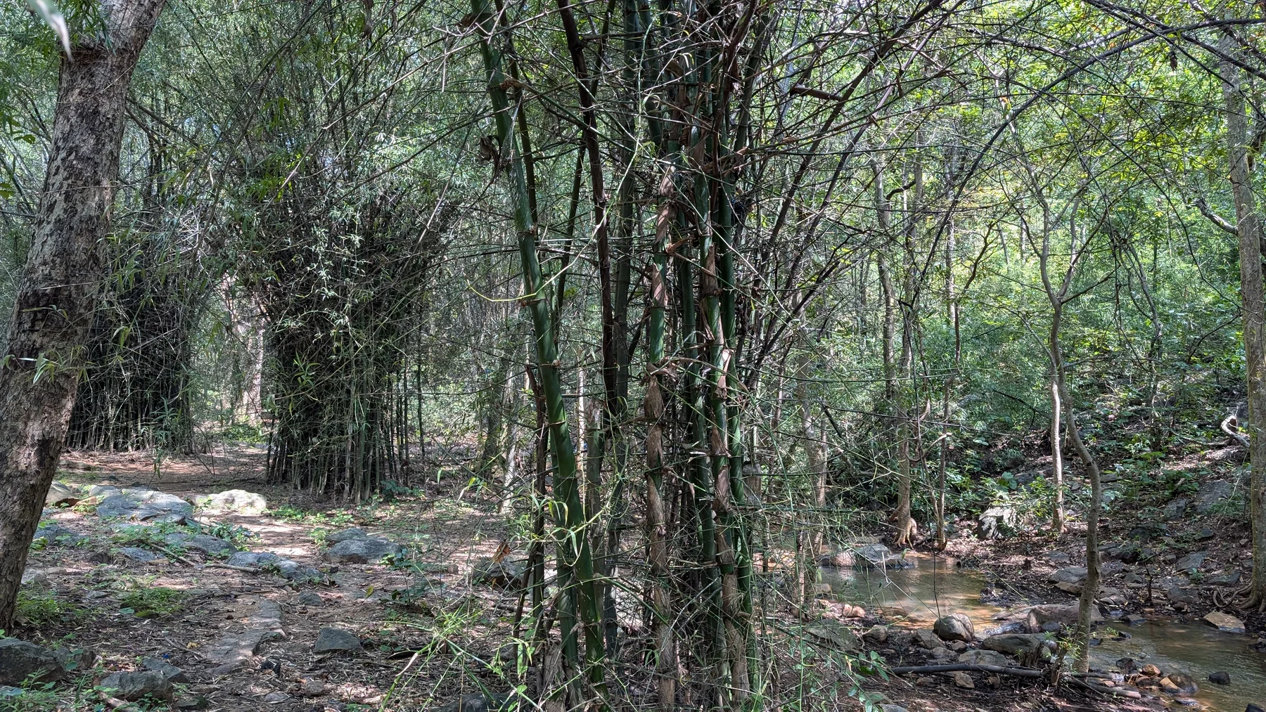 Bambú junto a un sendero y un arroyo en el bosque